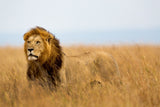 THE LION KING - The Wild Showcase